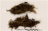 藏品(垂苔屬)的圖片